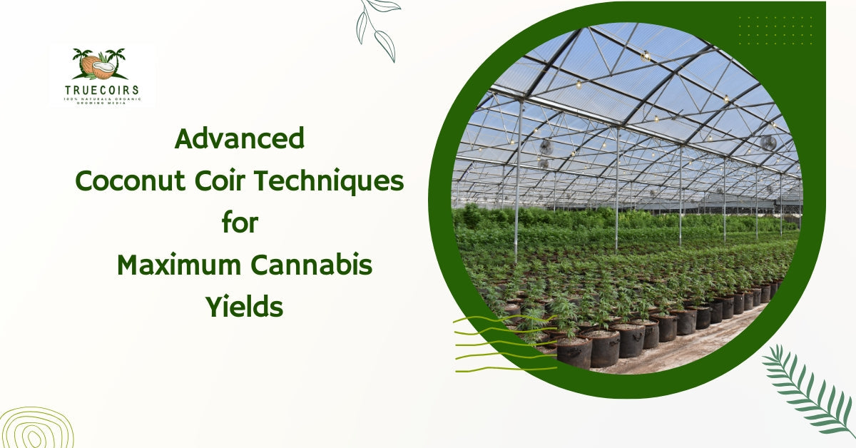 Why Elite Cannabis Growers Choose Coco Coir Over Everything Else