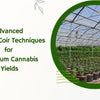 Why Elite Cannabis Growers Choose Coco Coir Over Everything Else