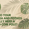 Do Your Monstera and Pothos Really Need a Coco Coir Pole? A Beginner’s Guide to Training Climbing Plants
