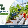 Growing Berries in Hydroponics: Coco Coir as the Base Medium