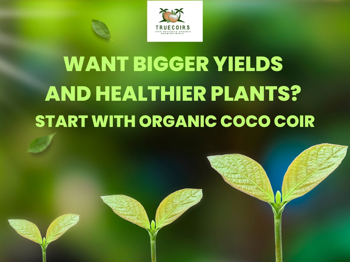 Organic Coco Coir: A Beginner’s Guide to Growing Healthier Plants
