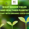 Organic Coco Coir: A Beginner’s Guide to Growing Healthier Plants