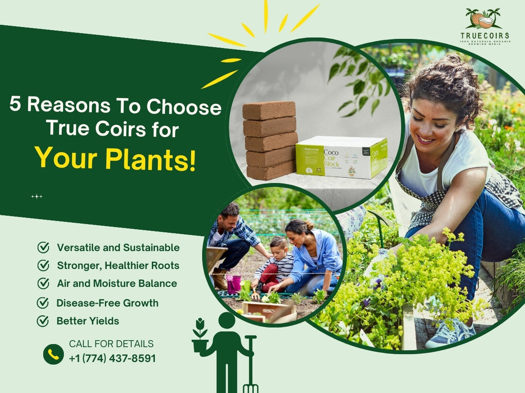 5 Reasons Why Organic Coco Coir by True Coirs Is Perfect for Your Plants