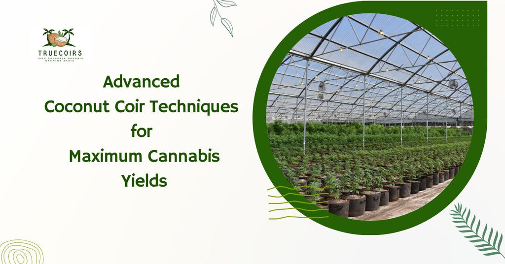 Why Elite Cannabis Growers Choose Coco Coir Over Everything Else