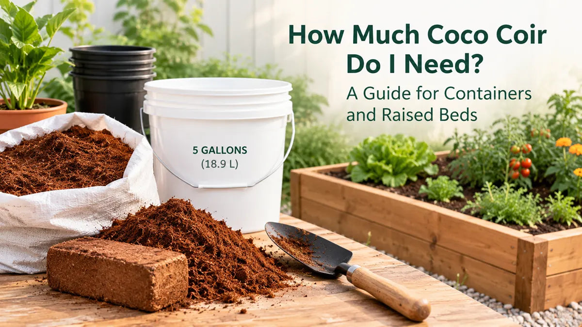 How Much Coco Coir Do I Need? A Guide for Containers and Raised Beds