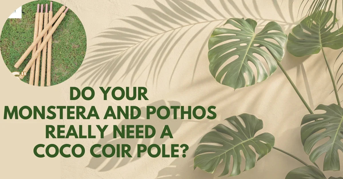 Do Your Monstera and Pothos Really Need a Coco Coir Pole? A Beginner’s Guide to Training Climbing Plants