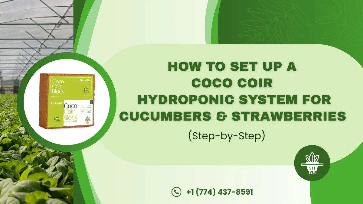 How to Set Up a Coco Coir Hydroponic System for Cucumbers & Strawberries (Step-by-Step)