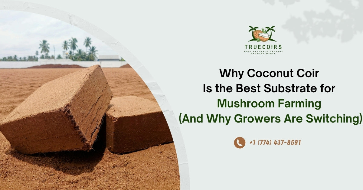 Why Coconut Coir Is the Best Substrate for Mushroom Farming (And Why Growers Are Switching)