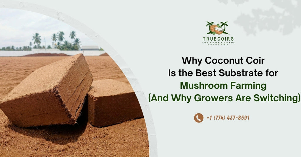 Why Coconut Coir Is the Best Substrate for Mushroom Farming (And Why Growers Are Switching)