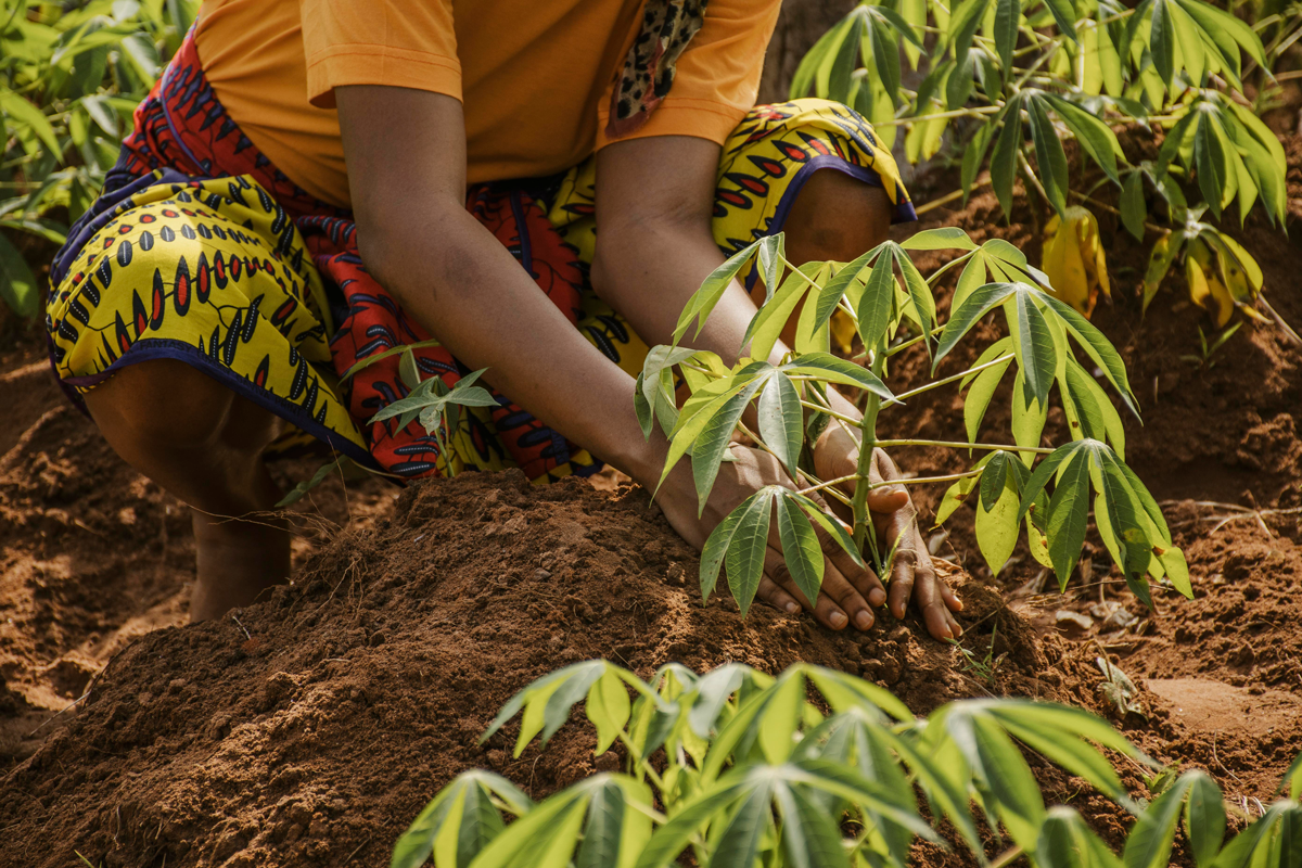 A Beginner's Guide to Coco Coir Pith: Everything You Need to Know