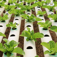 Coco Coir Bricks  1.4LB (650 grams Each Brick), 5 Pieces