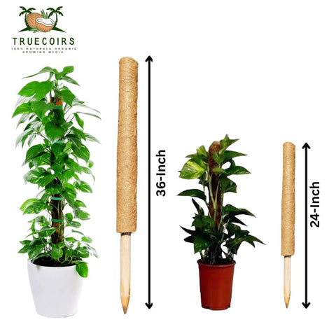 Coco Coir Pole- Plants Monstera, 36" " sized Poles for Climbing Plants, Plant Support Stakes for Indoor/Outdoor Potted Plants - Pack of 6