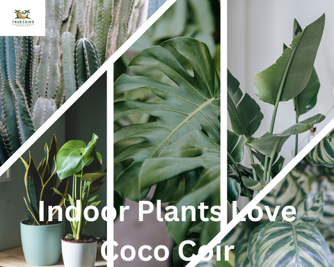Premium Coco Coir Bricks